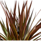 Trunchiul Fericirii (Dracena) Magenta, 45 cm, planta de interior cu frunze verzi si margini rosii