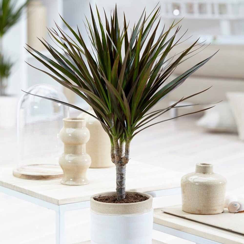 Trunchiul Fericirii (Dracena) Magenta, 45 cm, planta de interior cu frunze verzi si margini rosii