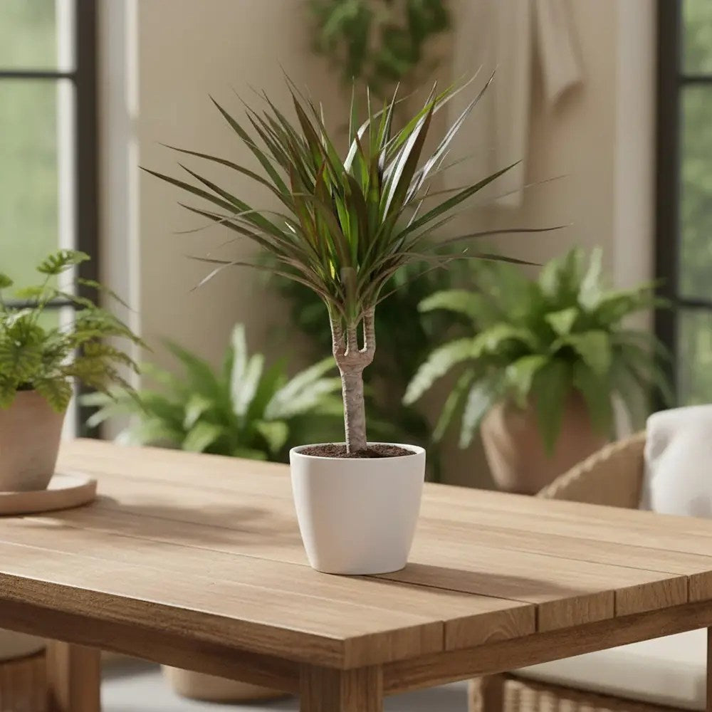 Trunchiul Fericirii (Dracena) Magenta, 45 cm, planta de interior cu frunze verzi si margini rosii