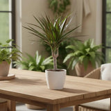 Trunchiul Fericirii (Dracena) Magenta, 45 cm, planta de interior cu frunze verzi si margini rosii