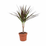 Trunchiul Fericirii (Dracena) Magenta, 45 cm, planta de interior cu frunze verzi si margini rosii