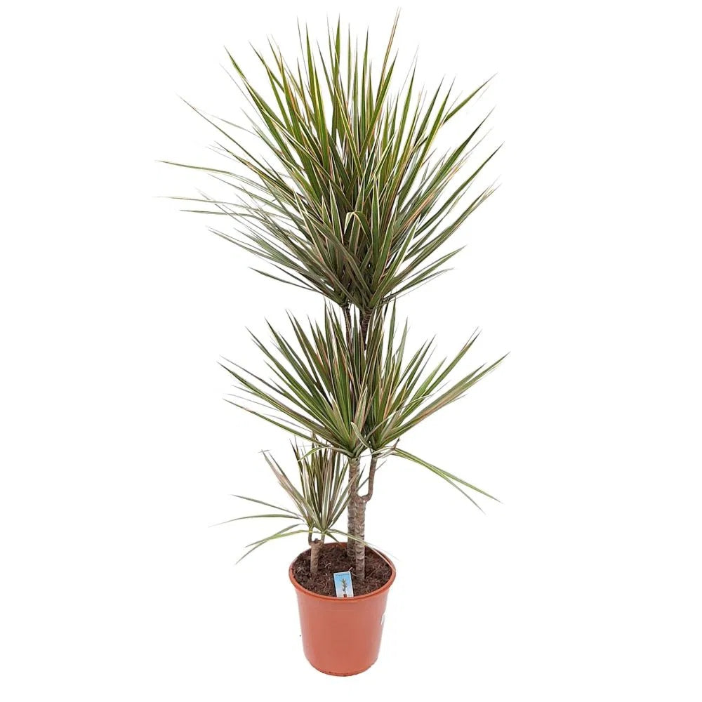 Trunchiul Fericirii (Dracena) Marginata, planta de interior cu frunze rosii verzi decorative, usor de intretinut si purificator natural de aer, 165 cm - 4 Tulpini