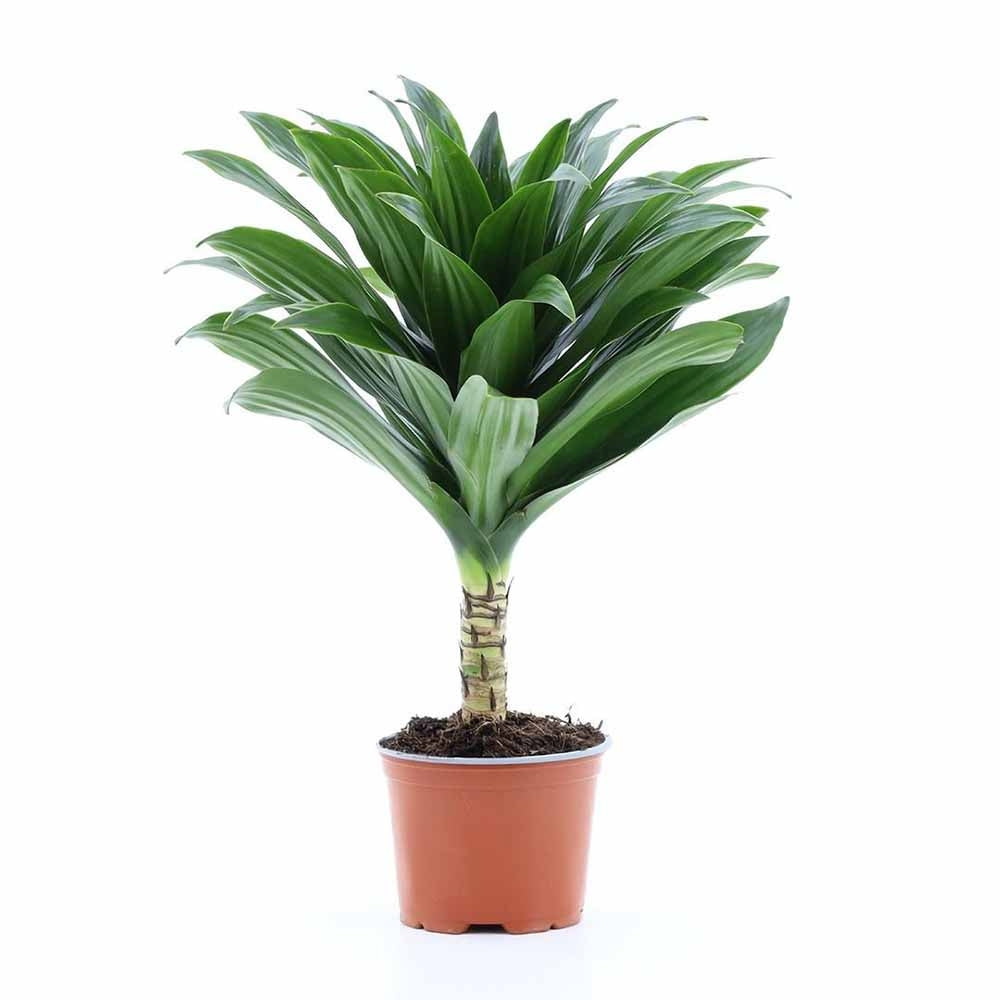 Trunchiul Fericirii (Dracena) Janet Craig, 30-35 cm, planta tropicala de interior