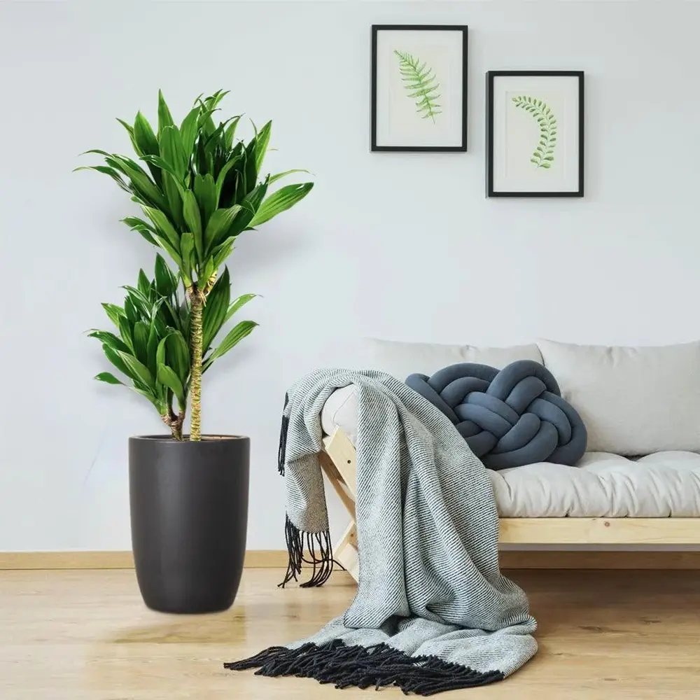Trunchiul Fericirii (Dracena) Janet Craig, 30-35 cm, planta tropicala de interior