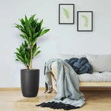 Trunchiul Fericirii (Dracena) Janet Craig, 30-35 cm, planta tropicala de interior