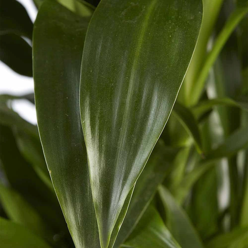 Trunchiul Fericirii (Dracena) Janet Craig, 30-35 cm, planta tropicala de interior