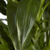 Trunchiul Fericirii (Dracena) Janet Craig, 30-35 cm, planta tropicala de interior