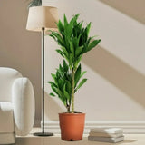 Trunchiul Fericirii (Dracena) Janet Craig, 30-35 cm, planta tropicala de interior