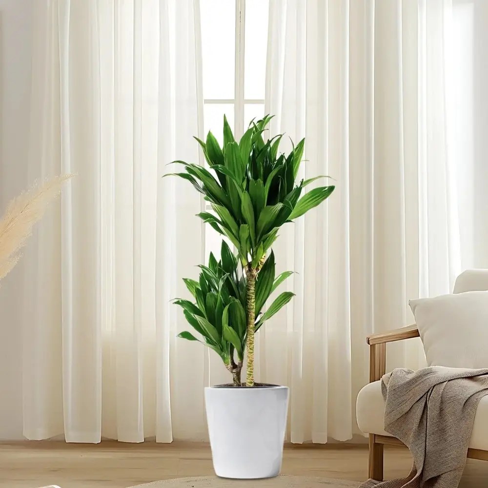 Trunchiul Fericirii (Dracena) Janet Craig, 30-35 cm, planta tropicala de interior