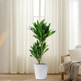 Trunchiul Fericirii (Dracena) Janet Craig, 30-35 cm, planta tropicala de interior
