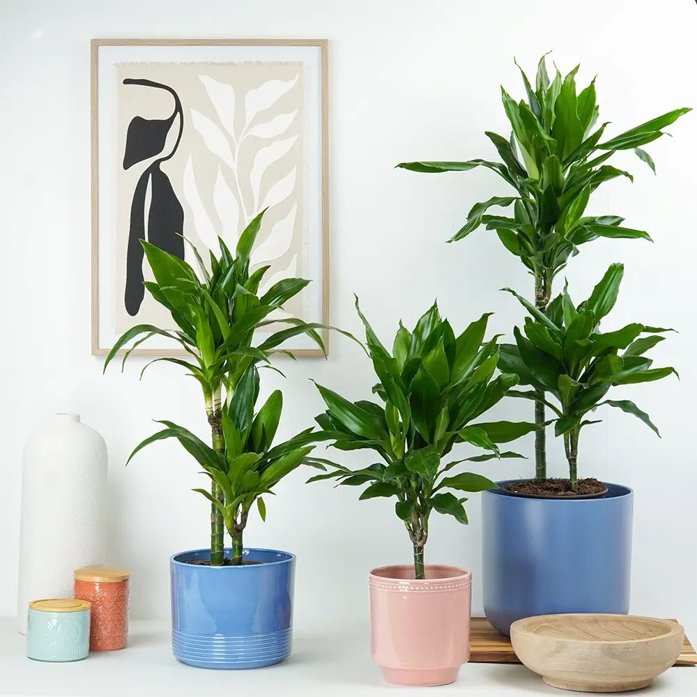 Trunchiul Fericirii (Dracena) Janet Craig, 30-35 cm, planta tropicala de interior