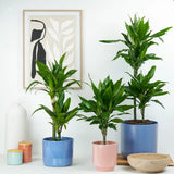 Trunchiul Fericirii (Dracena) Janet Craig, 30-35 cm, planta tropicala de interior