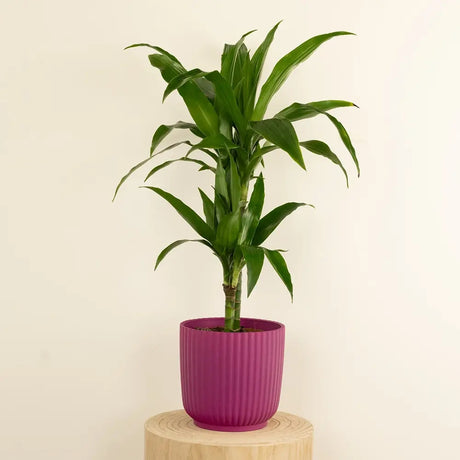 Trunchiul Fericirii (Dracena) Janet Craig, 30-35 cm, planta tropicala de interior