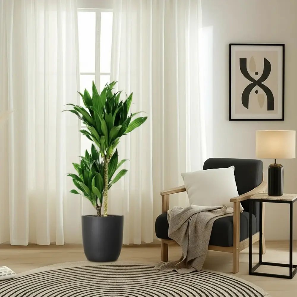 Trunchiul Fericirii (Dracena) Janet Craig, 30-35 cm, planta tropicala de interior