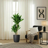 Trunchiul Fericirii (Dracena) Janet Craig, 30-35 cm, planta tropicala de interior