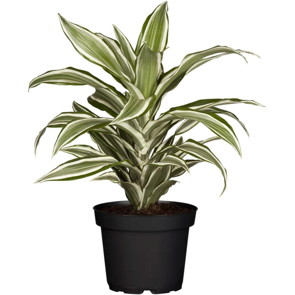 Trunchiul Fericirii (Dracena) White Jewel, 45 cm, planta tropicala de interior, frunze variegate alb verde