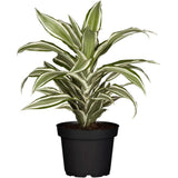 Trunchiul Fericirii (Dracena) White Jewel, 45 cm, planta tropicala de interior, frunze variegate alb verde