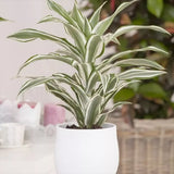 Trunchiul Fericirii (Dracena) White Jewel, 45 cm, planta tropicala de interior, frunze variegate alb verde