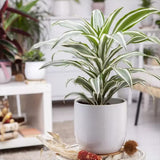 Trunchiul Fericirii (Dracena) White Jewel, 45 cm, planta tropicala de interior, frunze variegate alb verde
