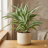 Trunchiul Fericirii (Dracena) White Jewel, 45 cm, planta tropicala de interior, frunze variegate alb verde
