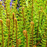 Feriga Regala (Dryopteris Filix-Mas) The King, frunze mari, aspect regal, planta perena de umbra,