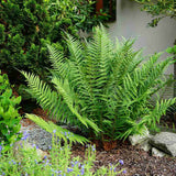 Feriga Regala (Dryopteris Filix-Mas) The King, frunze mari, aspect regal, planta perena de umbra,
