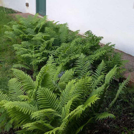 Feriga Regala (Dryopteris Filix-Mas) The King, frunze mari, aspect regal, planta perena de umbra,