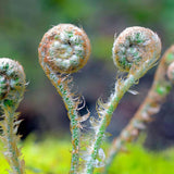 Feriga Masculina (Dryopteris Affinis), feriga decorativa vesnic verde pentru umbra si semiumbra, rezistenta la frig si la melci