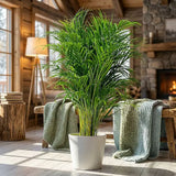 Palmier Areca Dypsis Lutescens, 130 cm, planta de apartament eleganta, purificare aer, usor de intretinut