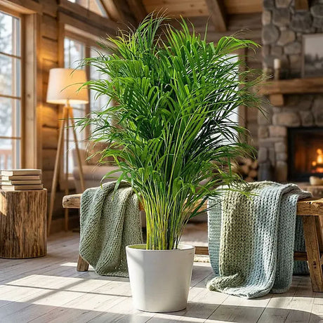 Palmier Areca Dypsis Lutescens, 130 cm, planta de apartament eleganta, purificare aer, usor de intretinut