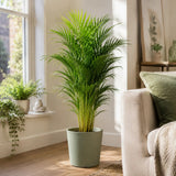 Palmier Areca Dypsis Lutescens, 130 cm, planta de apartament eleganta, purificare aer, usor de intretinut