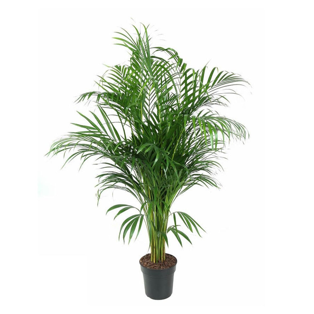 Palmier Areca Dypsis Lutescens, 130 cm, planta de apartament eleganta, purificare aer, usor de intretinut
