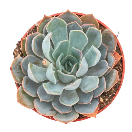 Suculenta (Echeveria) Grande Cinza, planta suculenta decorativa, ingrijire usoara, ideala pentru interior - 15 cm