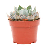 Suculenta (Echeveria) Grande Cinza, planta suculenta decorativa, ingrijire usoara, ideala pentru interior - 15 cm