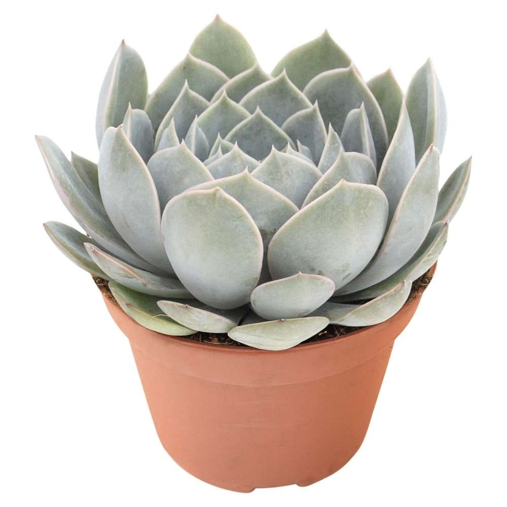 Suculenta (Echeveria) Grande Cinza, planta suculenta decorativa, ingrijire usoara, ideala pentru interior - 15 cm
