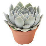 Suculenta (Echeveria) Grande Cinza, planta suculenta decorativa, ingrijire usoara, ideala pentru interior - 15 cm