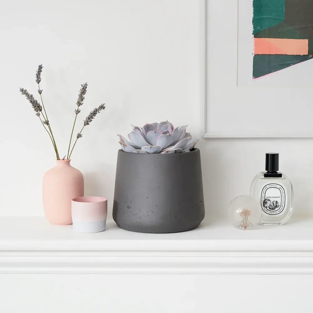 Suculenta (Echeveria) Sky Pearl, 15 cm, suculenta decorativa frunze argintiu perlat cu varfuri rosii, interior