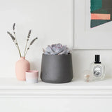 Suculenta (Echeveria) Sky Pearl, 15 cm, suculenta decorativa frunze argintiu perlat cu varfuri rosii, interior