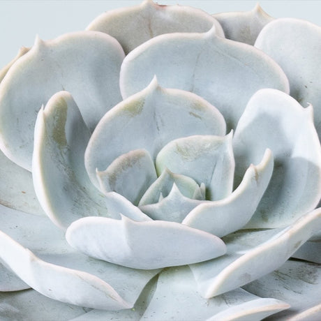 Suculenta (Echeveria) Sky Pearl, 15 cm, suculenta decorativa frunze argintiu perlat cu varfuri rosii, interior
