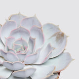 Suculenta (Echeveria) Sky Pearl, 15 cm, suculenta decorativa frunze argintiu perlat cu varfuri rosii, interior