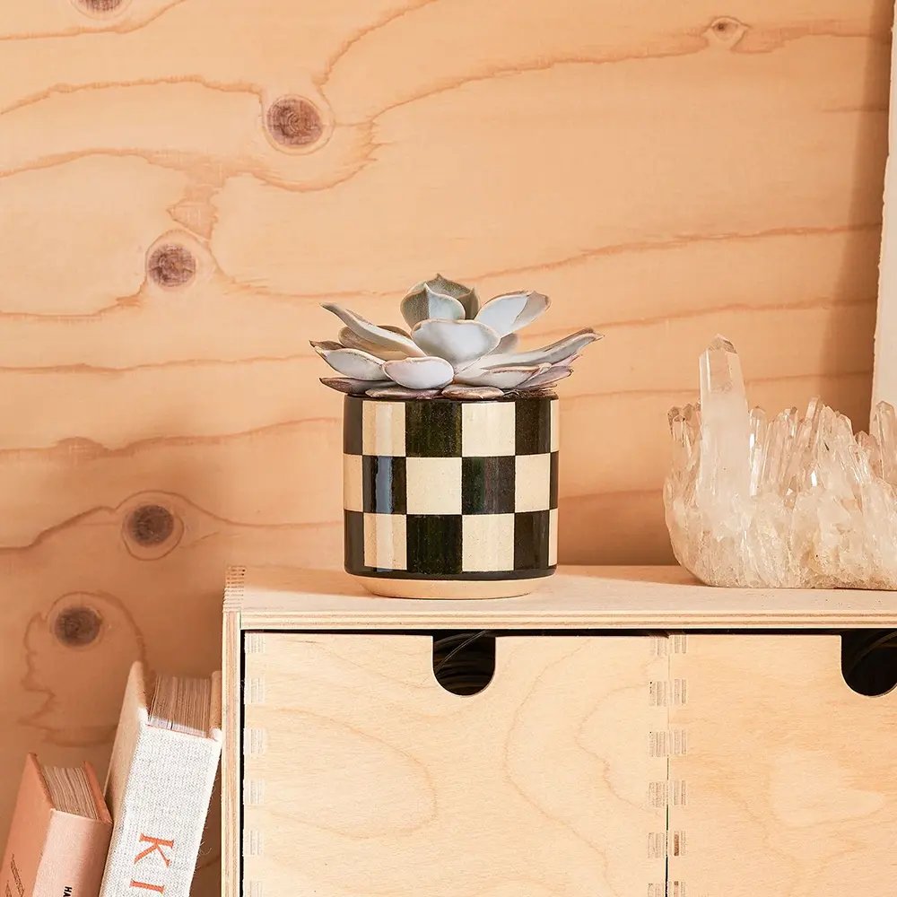 Suculenta (Echeveria) Sky Pearl, 15 cm, suculenta decorativa frunze argintiu perlat cu varfuri rosii, interior