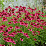 Echinacea Delicious Candy, cu flori roz duble, planta perena florifera, rezistenta la ger, pentru soare