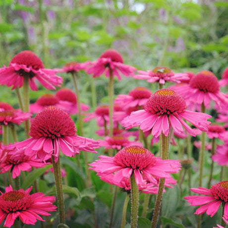 Echinacea Delicious Candy, cu flori roz duble, planta perena florifera, rezistenta la ger, pentru soare
