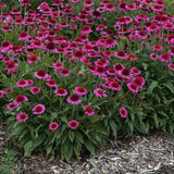 Echinacea Delicious Candy, cu flori roz duble, planta perena florifera, rezistenta la ger, pentru soare