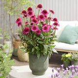 Echinacea Delicious Candy, cu flori roz duble, planta perena florifera, rezistenta la ger, pentru soare