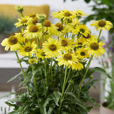Echinacea purpurea Fountain Yellow, cu flori galben duble, planta perena rezistenta la ger, pentru soare