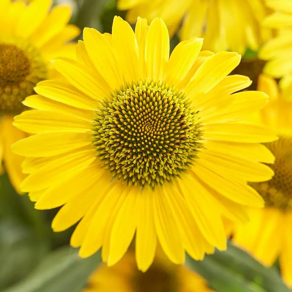 Echinacea purpurea Fountain Yellow, cu flori galben duble, planta perena rezistenta la ger, pentru soare