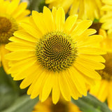 Echinacea purpurea Fountain Yellow, cu flori galben duble, planta perena rezistenta la ger, pentru soare