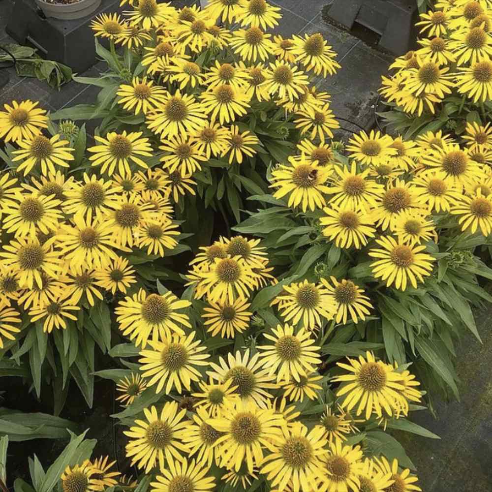 Echinacea purpurea Fountain Yellow, cu flori galben duble, planta perena rezistenta la ger, pentru soare