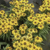 Echinacea purpurea Fountain Yellow, cu flori galben duble, planta perena rezistenta la ger, pentru soare